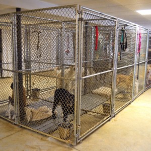 Kennel Boarding