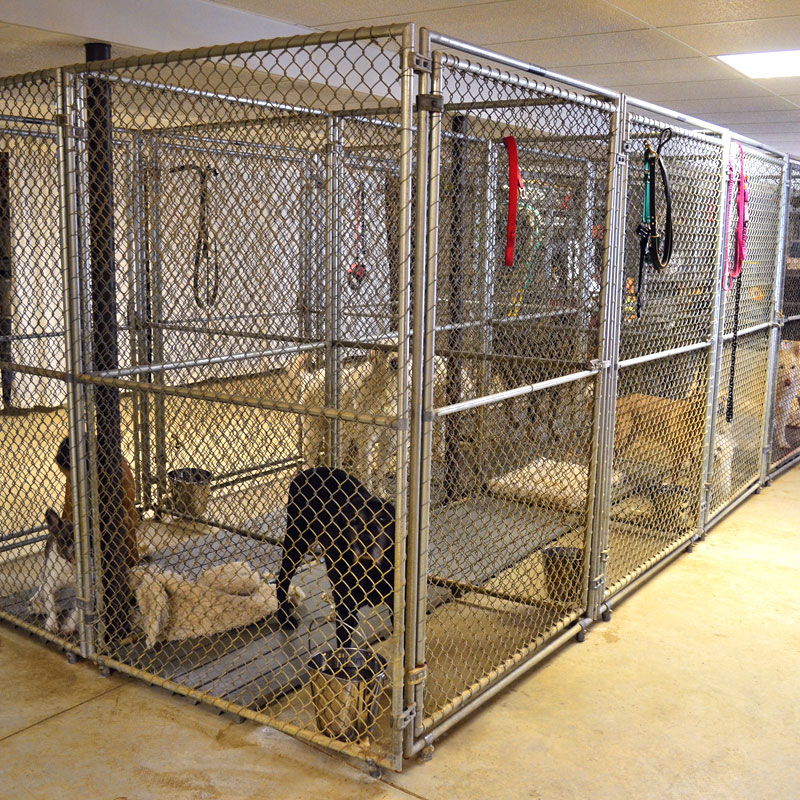 Dog Boarding