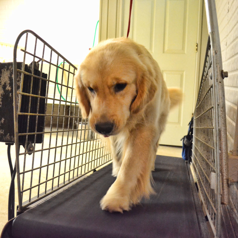Dog Exercising