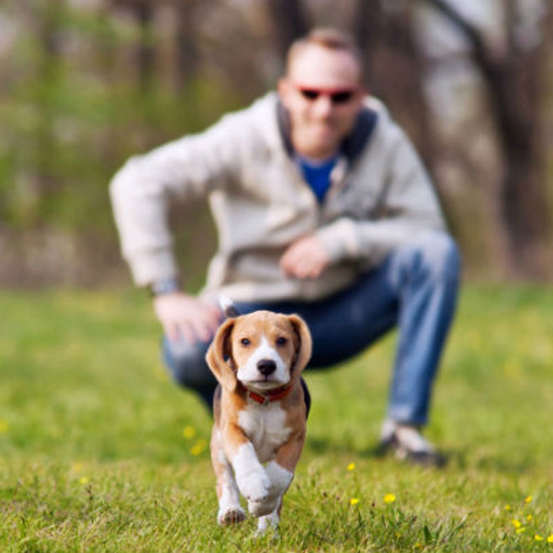 puppy training