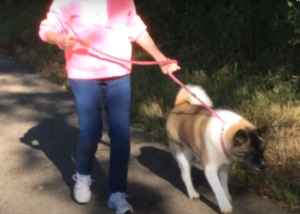 Trained dog walking