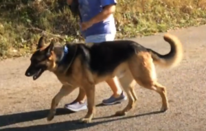 German Shepherd walking
