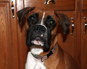 Boxer Dog Lola