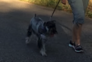 schnauzer walking