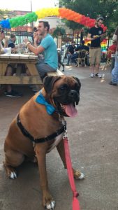 Well Behaved Boxer in the City!