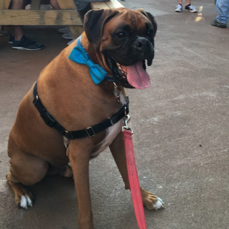 Well Behaved Boxer in the City!