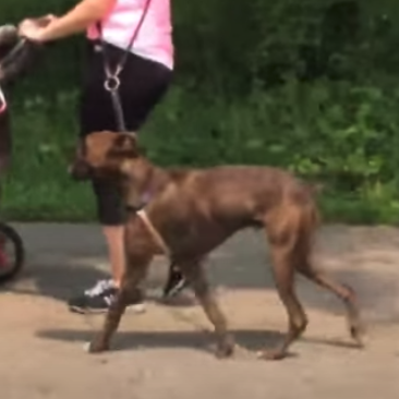 Sandi C. Walks Easy with Baby Stroller and Jax!