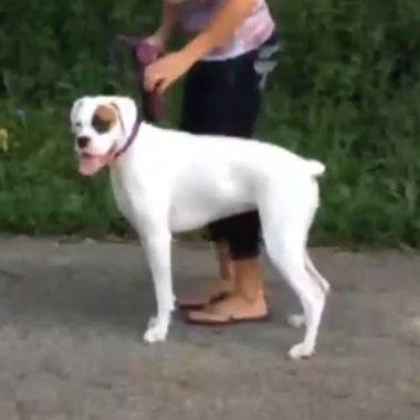 boxer_walking