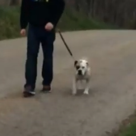 bulldog_walking