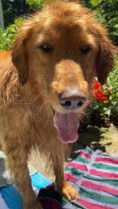 Hunter dog photo