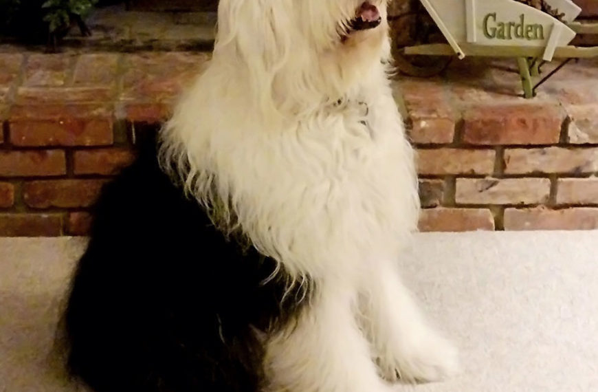 Dixie - Old English Sheepdog