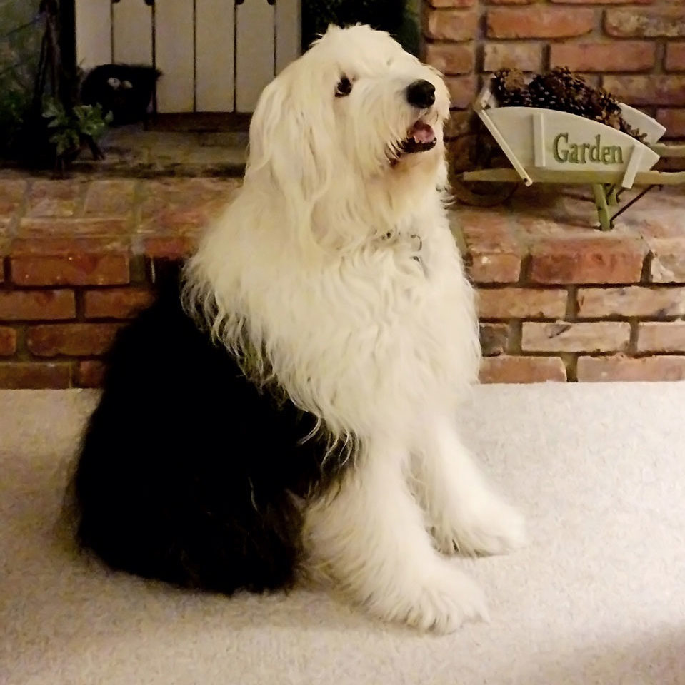 Dixie - Old English Sheepdog