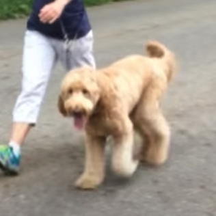 goldendoodle_walking