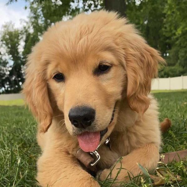 goldenmollie