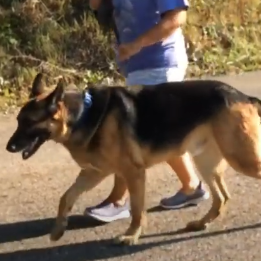 Watch Michelle and Her German Shepherd Walk Effortlessly with TWHW!
