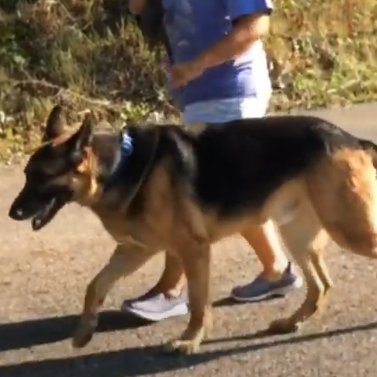 German Shepherd walking