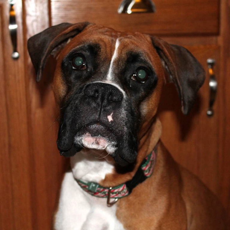 Boxer Dog Lola