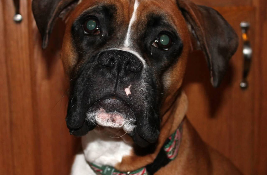 Boxer Dog Lola