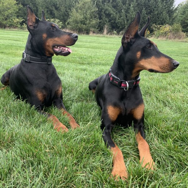 max-and-zoe-dobermans