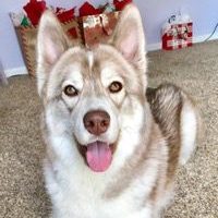 Meeko Siberian Husky