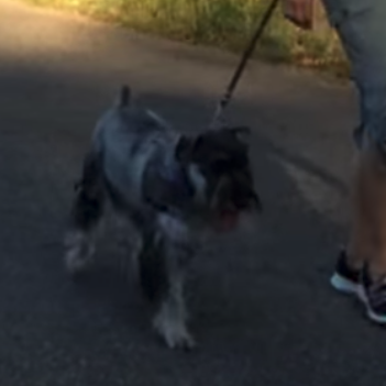 No More Excessive Pulling! Video of Janet Enjoying Her Walk with Jenna!