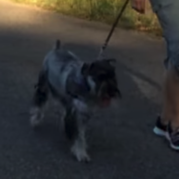 schnauzer walking