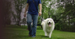 Walking Dog with Hands-Free Leash