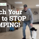 Teach Your Dog to Stop Jumping