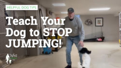 Teach Your Dog to Stop Jumping
