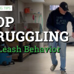 Leash behavior tips