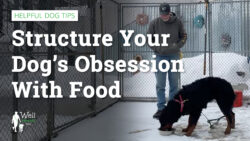 learn how to be in control of your dog's food drive