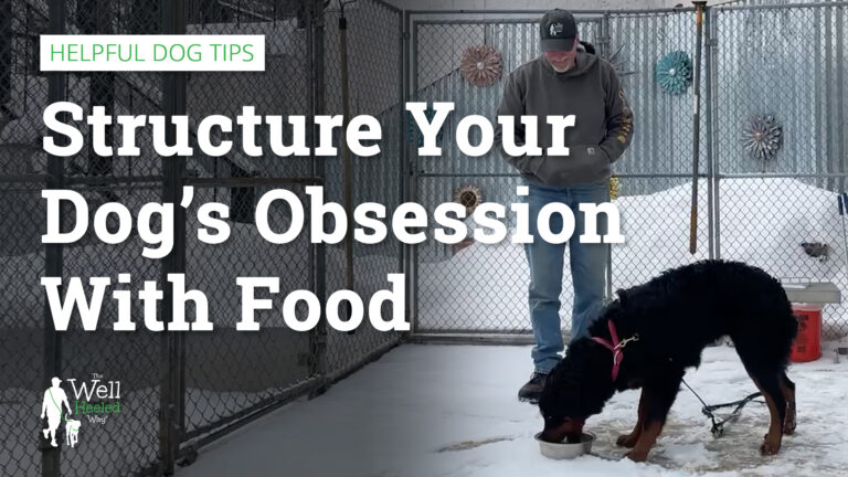 learn how to be in control of your dog's food drive