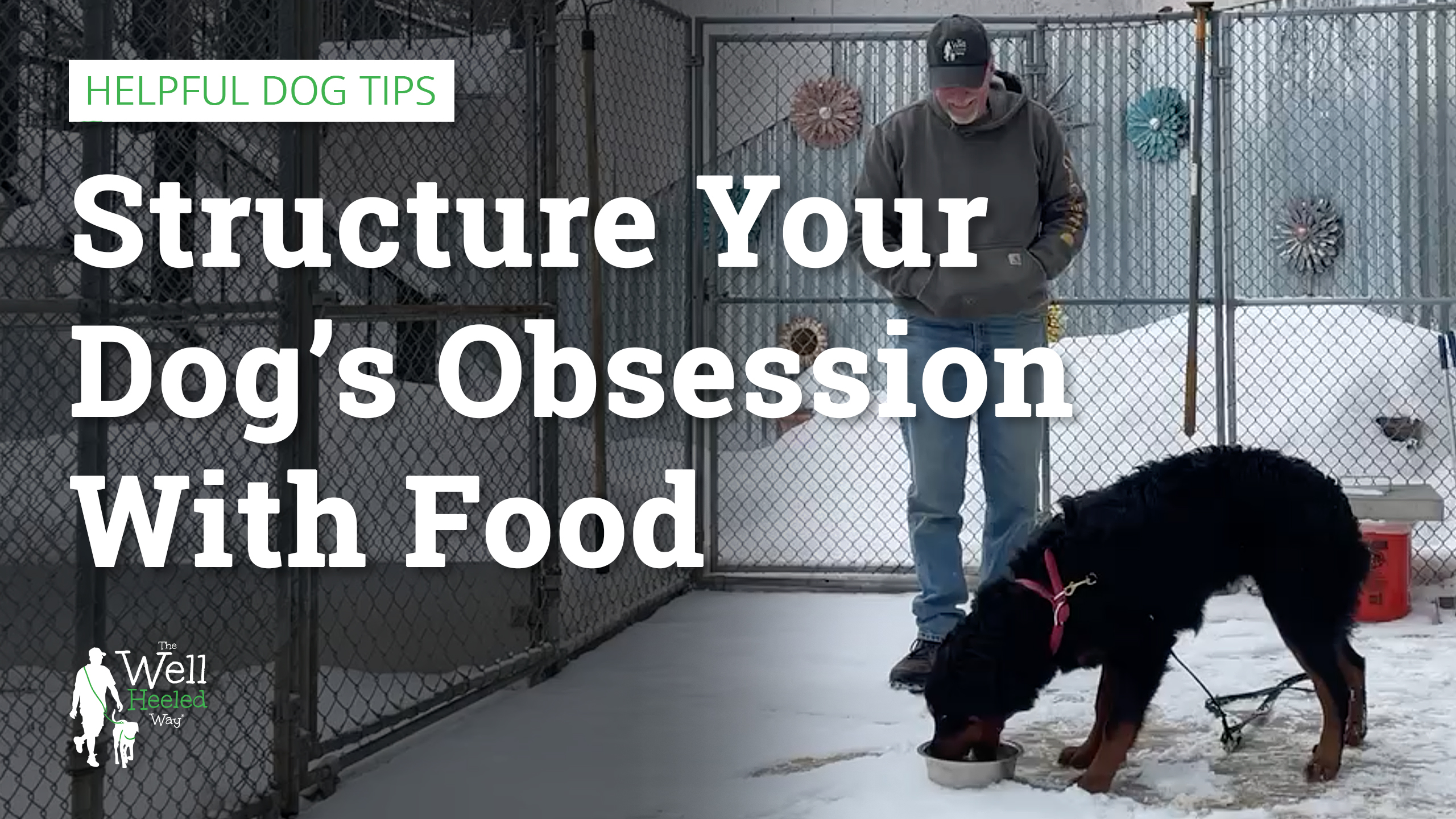 Structure Your Dog’s Obsession With Food: Learn how to be in control of strong food drives￼