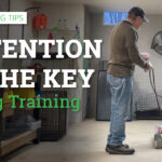 Attention is the key to dog training