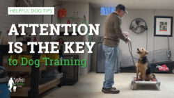 Attention is the key to dog training