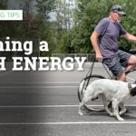 calming a high energy dog