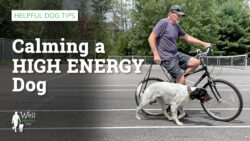 calming a high energy dog
