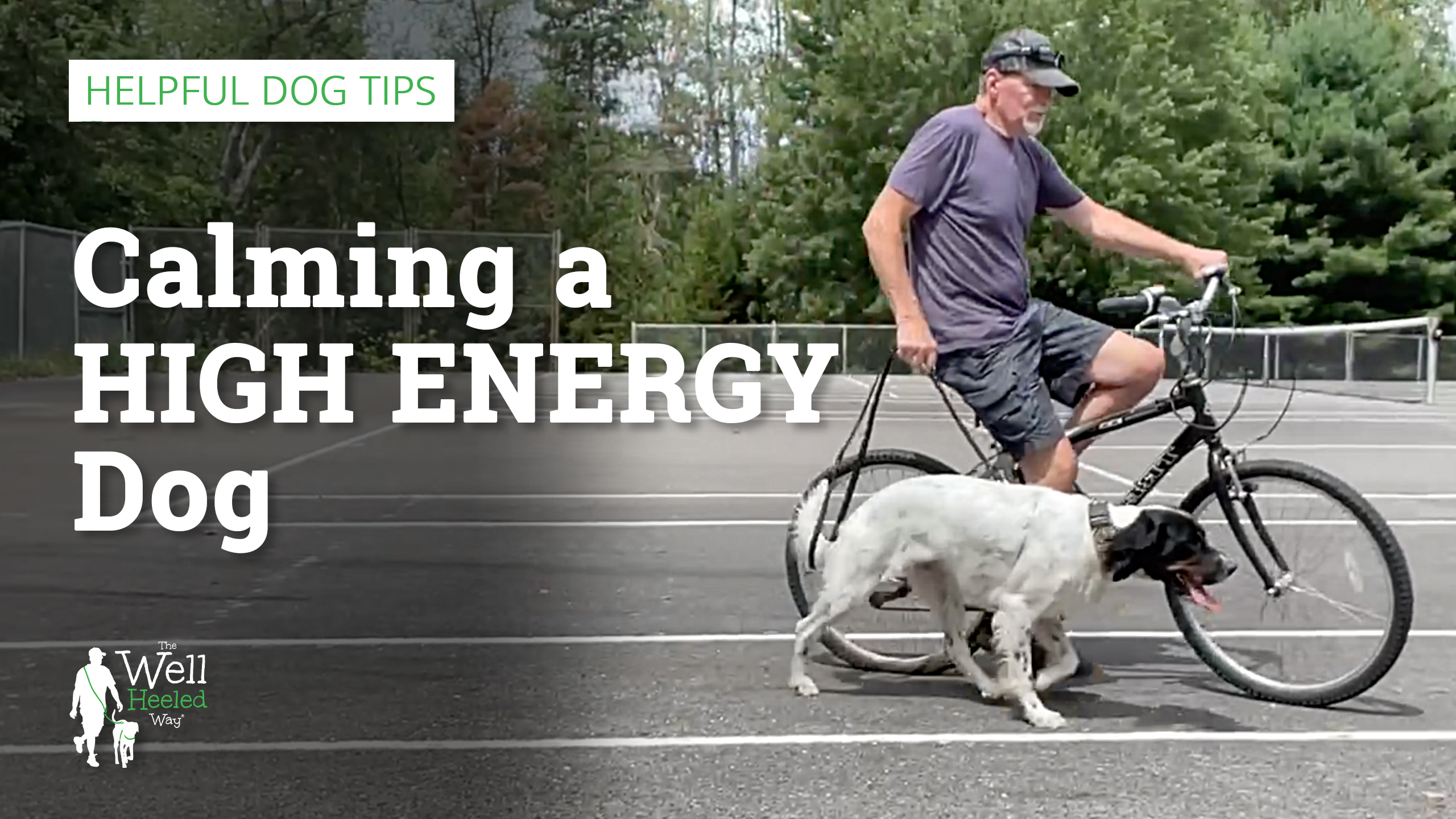 calming a high energy dog