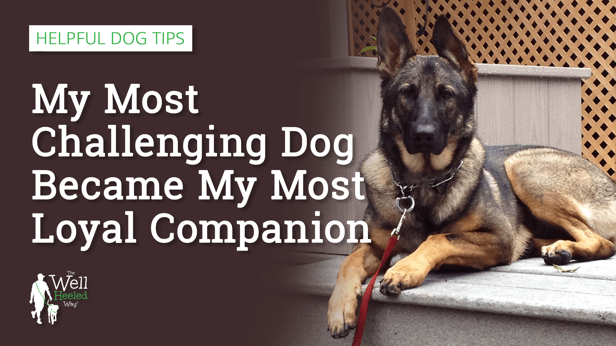 My Most Challenging Dog Became My Most Loyal Companion