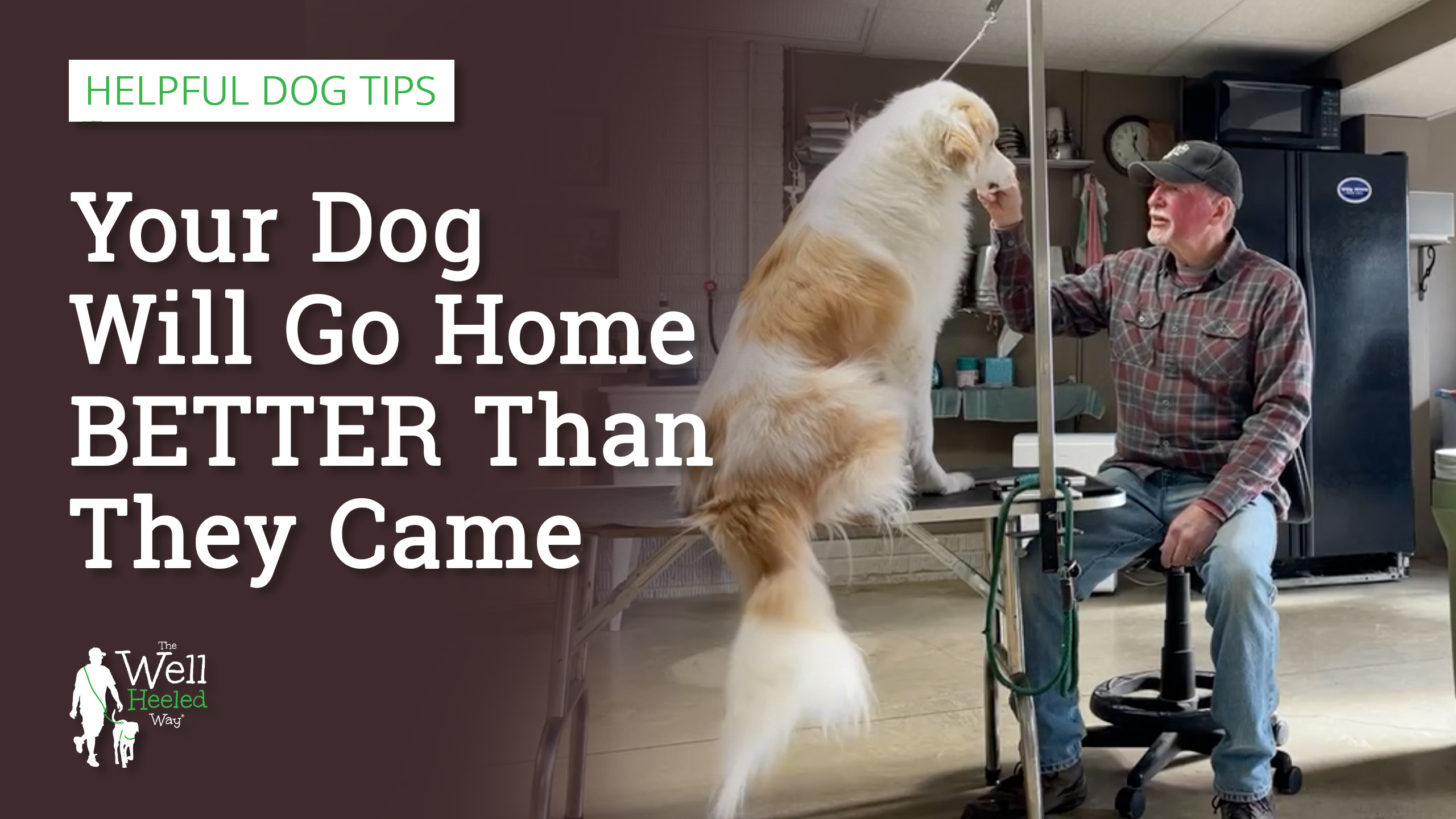 Your Dog Will Go Home BETTER Than They Came