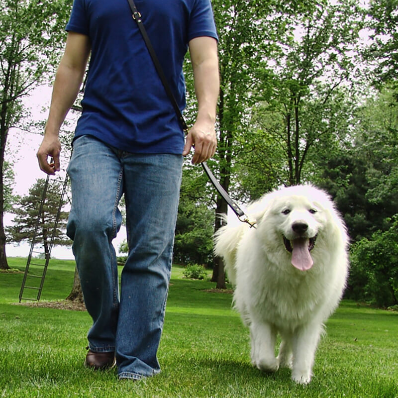 7 Core Disciplines in TWHW Dog Training Approach - Walking