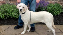 A white lab demonstrating the wearing of the calming cord